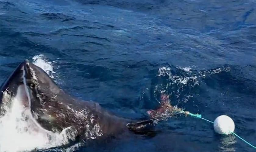 Confronto mortal entre dois grandes tubarões brancos foi filmado na Austrália