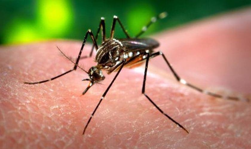 Prevenção contra o mosquito da dengue