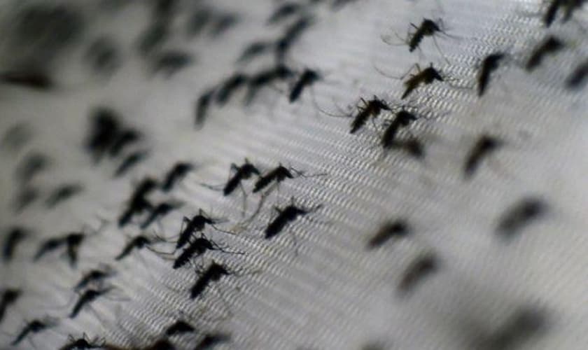 O grande desafio dos países latino-americanos é enfrentar o mosquito transmissor, em função das condições favoráveis à propagação.