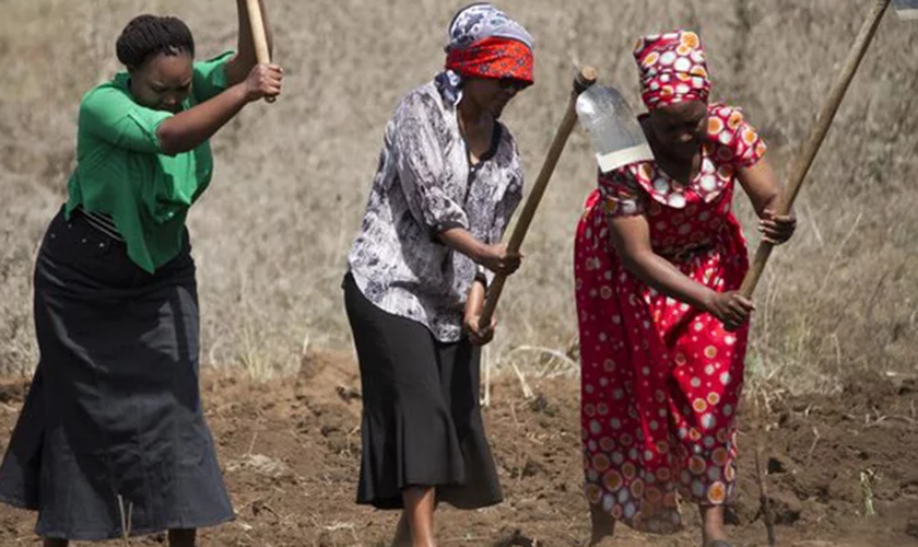 As mulheres das comunidades rurais estão se tornando especialistas na arte do cultivo de vegetais. (Foto: ASN).
