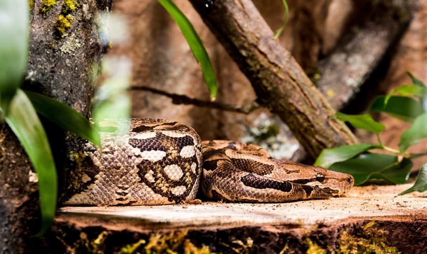 Imagem ilustrativa. Missionários foram livrados de ataque de cobra na Libéria. (Foto: Creative Commons/Max Pixel)
