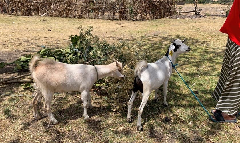 Herald e Sarah Singer doam cabras para ajudar mulheres, no norte da África. (Foto: International Mission Board).