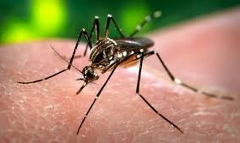 Número de cidades com risco de epidemia de dengue e febre chicungunha cai