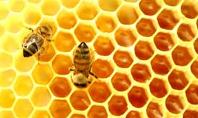 Mel e pólen são usados como tratamento de doença pelos Romenos