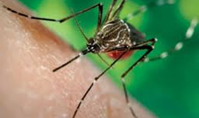 soldados infectados com vírus do Haiti