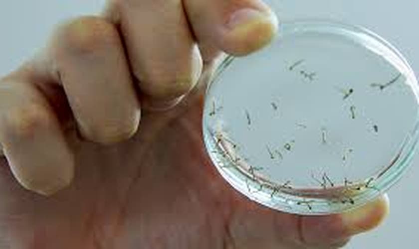 Vacina contra dengue pode ser distribuída em 2015