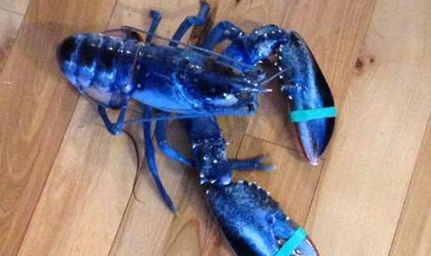 LaPlante encontrou o animal a quem chamou de Skyler, seu nome favorito