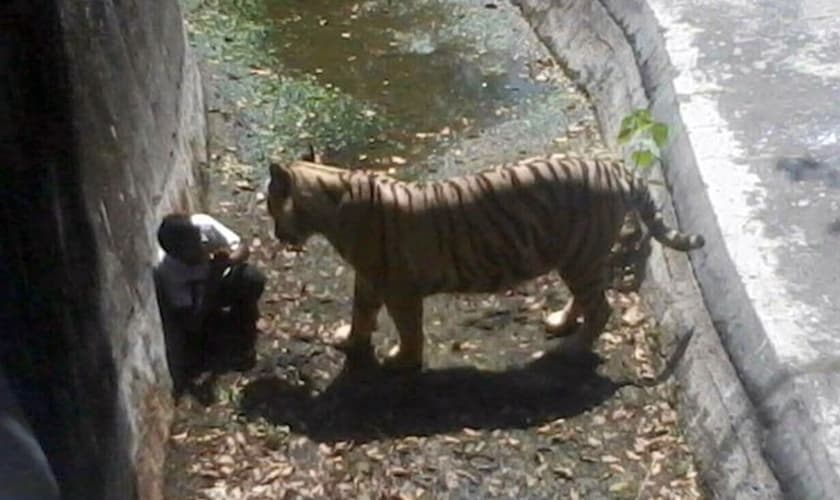 Imagem mostra tigre se aproximando de jovem que entrou em seu recinto no zoológico de Nova Déli nesta terça-feira (23