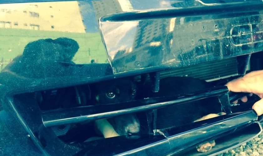Animal ficou preso por 14 horas no para-choque do carro