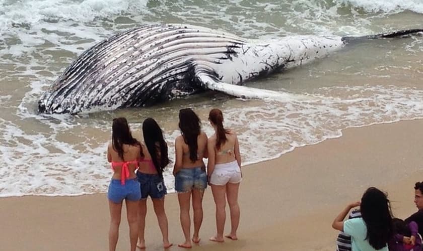 Animal foi avistado na manhã desta quinta (16)
