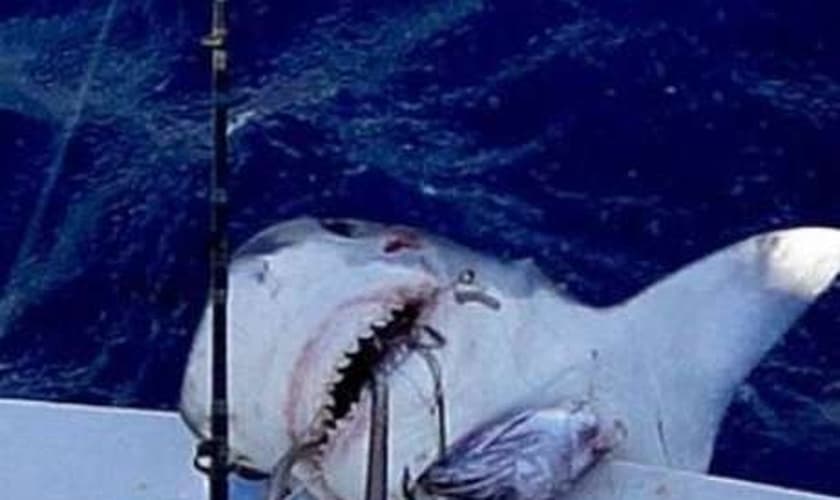 Foram precisos 40 minutos para que o tubarão fosse puxado para cima do barco, com a ajuda da tripulação