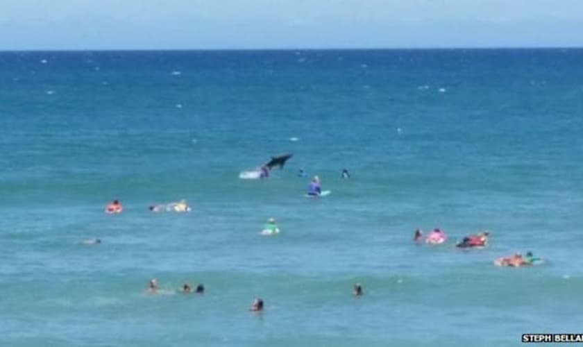 tubarão-galha-preta