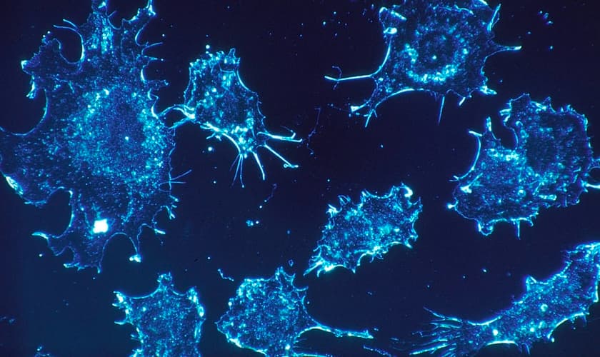 Cientistas acreditam que mortes por câncer serão eliminadas até 2050
