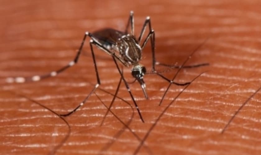 casos de dengue em São Paulo