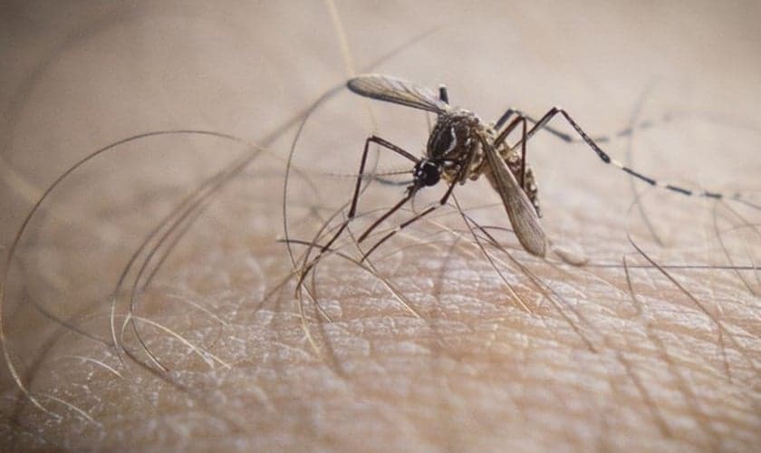 Aedes Aegypti mosquito da dengue