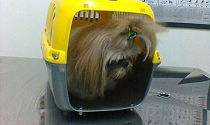 Animais de estimação poderão ser transportado em ônibus coletivo