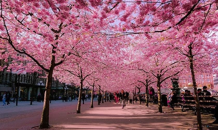 Ruas ao redor do mundo enfeitadas por árvores