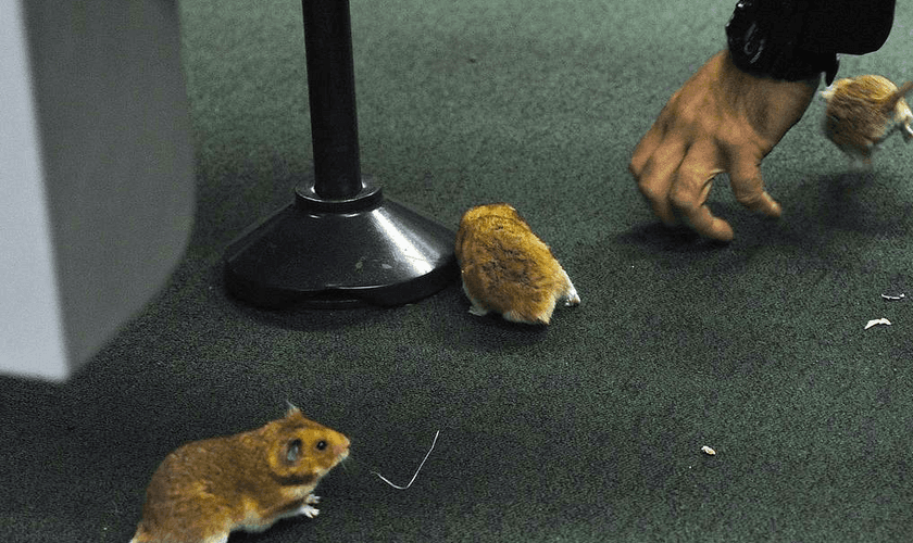 Cinco roedores foram soltos no plenário onde ocorre a CPI da Petrobrás. (AFP Photo/Luis Macedo)