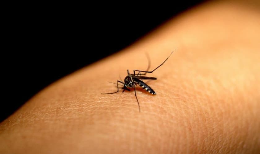 Febre chikungunya