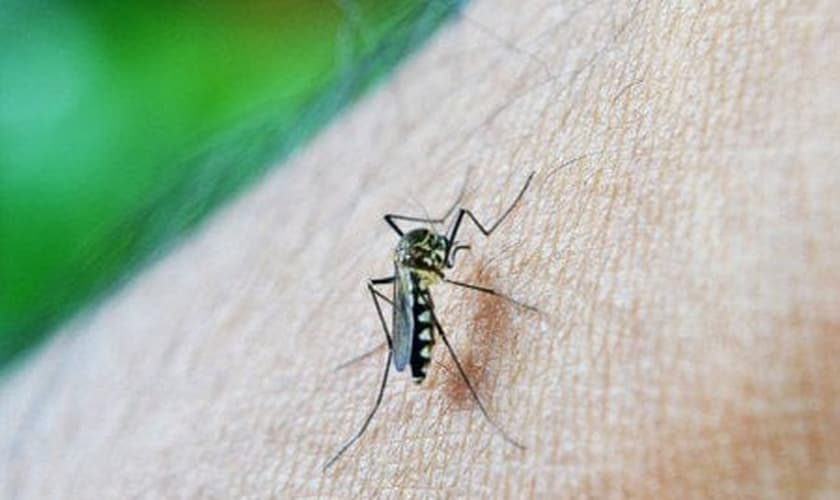 Vírus zika