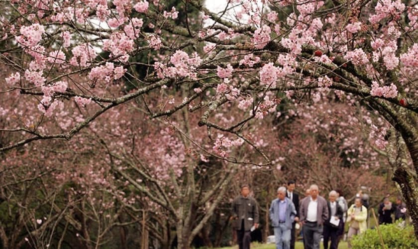 Festa das Cerejeiras