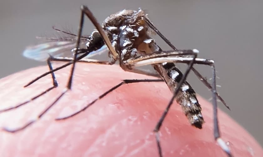O zika é um vírus da família Flaviviridae, do gênero Flavivirus, transmitido pela picada no mosquito Aedes aegypti. (Foto: UOL)