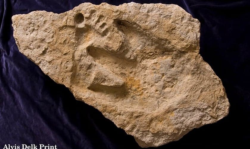 Pegada 'Burdick Track'. (Imagem: Creation Evidence Museum)