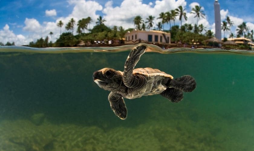 O Projeto Tamar foi criado para proteger da extinção as espécies de tartarugas. (Foto: Divulgação/Projeto Tamar)