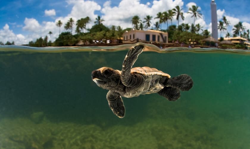O Projeto Tamar foi criado para proteger da extinção as espécies de tartarugas. (Foto: Divulgação/Projeto Tamar)