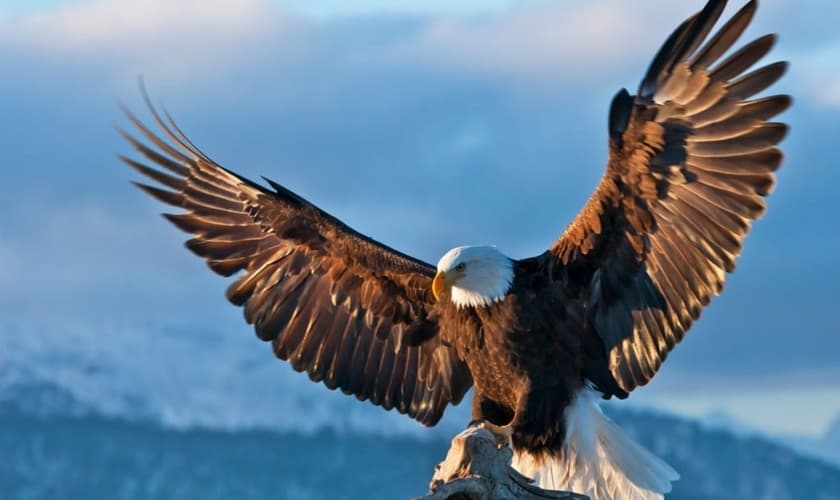 Descubra a majestade da águia: o animal que reina nos céus Descubra a majestade da águia: o animal que reina nos céus