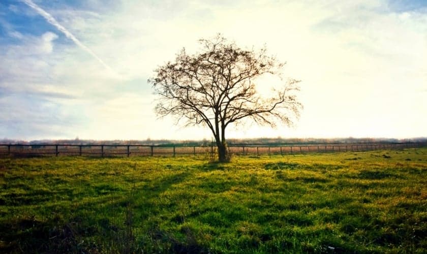 Árvore Seca. (Foto: Freepik)