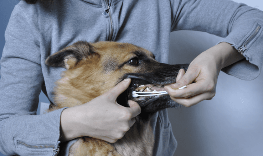 Segundo pesquisa, cerca de 90% dos animais da Terra surgiram ao mesmo tempo que os humanos. (Foto: Reprodução)