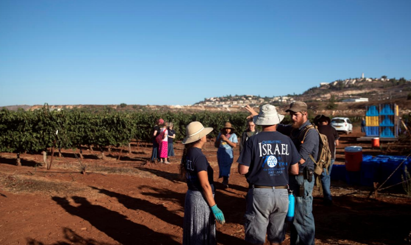 Voluntários do grupo cristão HaYovel colhem uvas em uma vinha nos arredores de Har Bracha, na Cisjordânia. (Foto: Reuters/Ronen Zvulun)