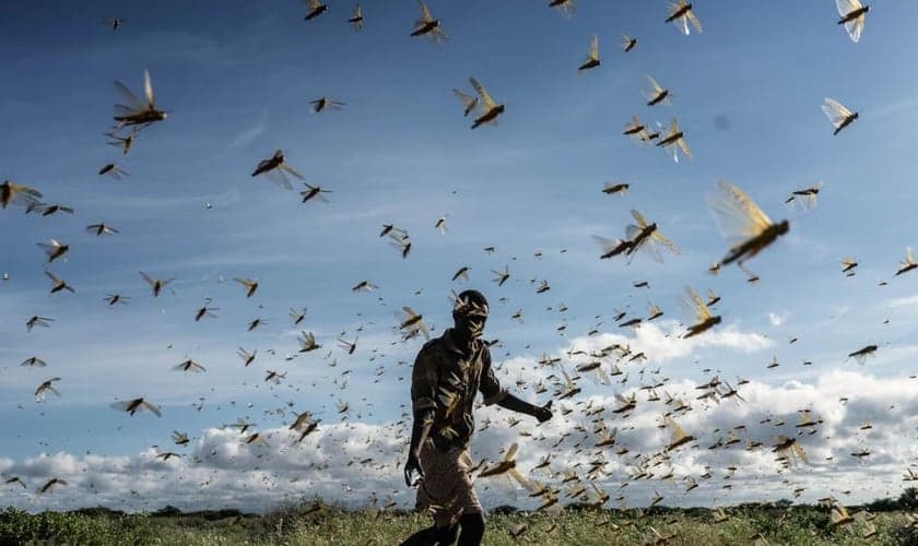 O surto de gafanhotos está atingindo países da África como Etiópia, Somália, Quênia e Uganda. (Foto: Getty Images)