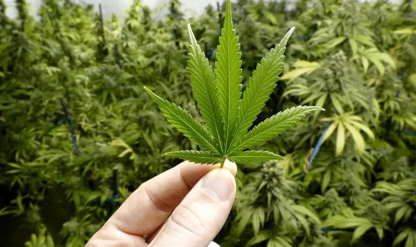 Plantação de cannabis. (Foto: Reprodução / Veja)