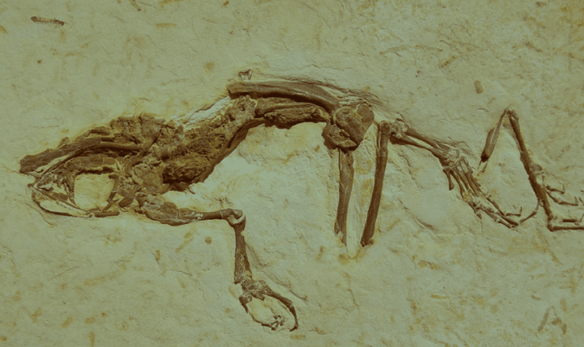 Descoberta foi feita na Formação Crato, local para estudos geológicos no Nordeste brasileiro. (Foto: Reprodução/Science Direct)