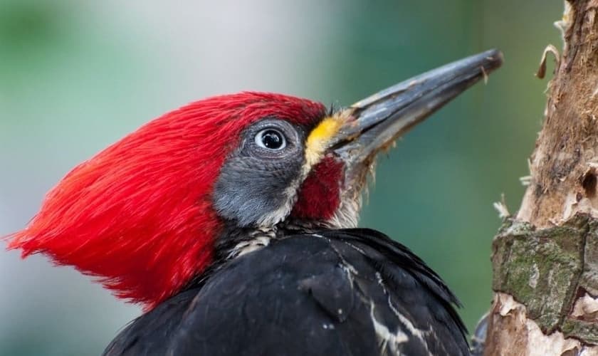 (Foto: Pica-pau/Canva)