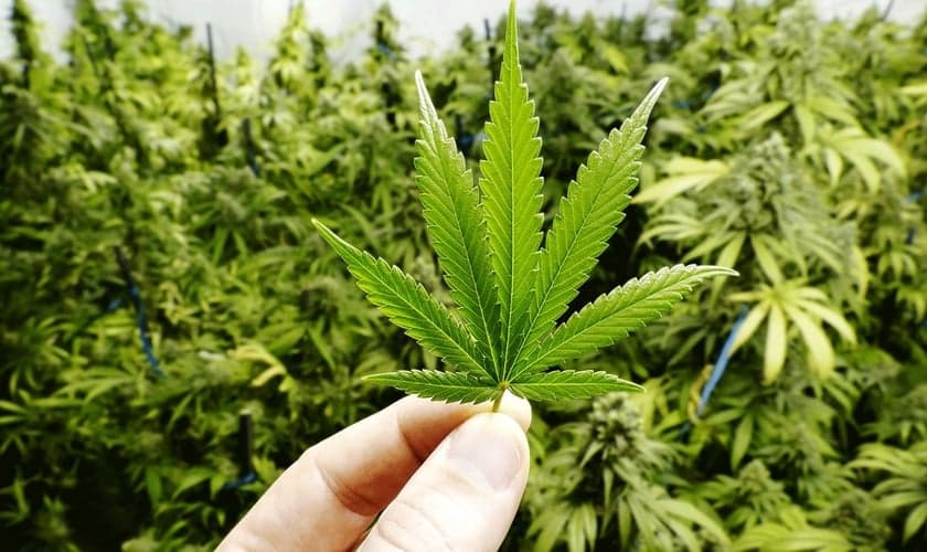 Muitas empresas questionam o motivo da proibição da cannabis no Brasil, uma vez que não pode ser utilizada para a fabricação de drogas. (Foto: Open Range Stock/Getty Images)