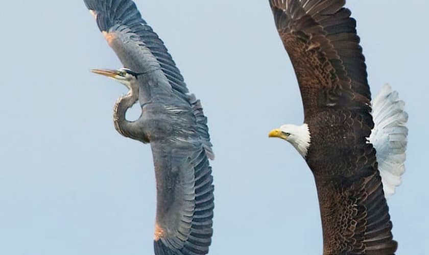 (Foto: Owen Deutsch)