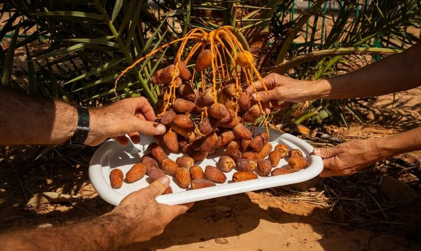 Frutos da tamareira que cresceu a partir de sementes de 2 mil anos, recuperadas de sítios arqueológicos no deserto da Judéia. (Foto: Dan Balilty/The New York Times)