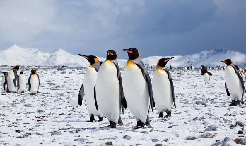 Pinguins da Antártida. (Foto: Flickr)