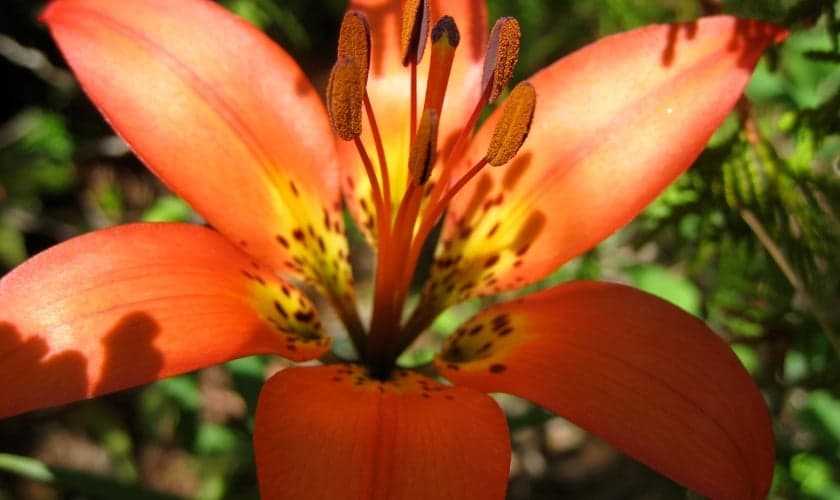 Lírio do campo. (Foto: Kate Ter Haar/Flickr)