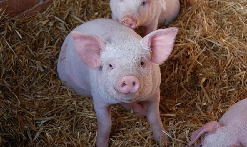 Porcos são geneticamente modificados para extração de órgãos para humanos. (Foto: Wayne/Flickr)