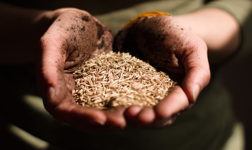 Sementes de trigo nas mãos. (Foto: Vince Veras/Unsplash)