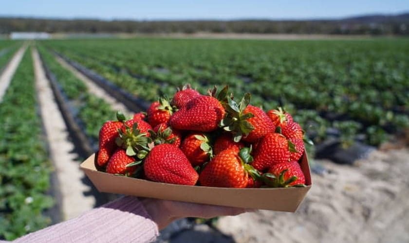 Para o evangelista dos morangos, a fruta simboliza o renascimento. (Foto representativa: iStock)