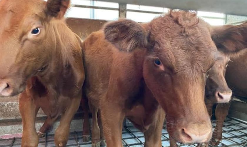 Cinco novilhas vermelhas chegaram a Israel em 15 de setembro de 2022. (Foto: Boneh Israel)