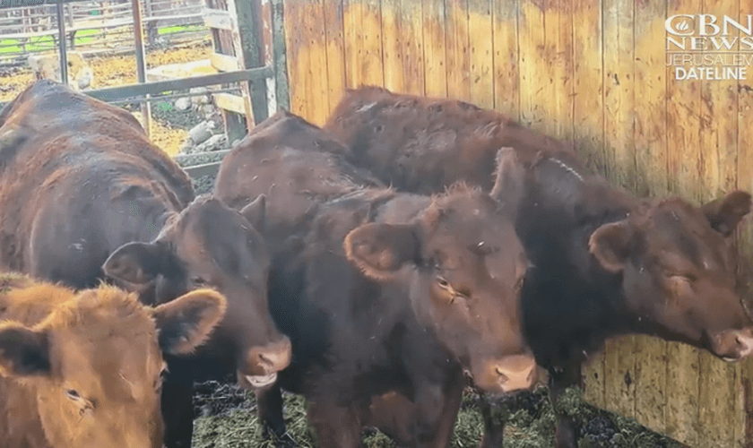 As novilhas estão sendo preparadas e avaliadas em Israel. (Foto: Reprodução/CBN News)