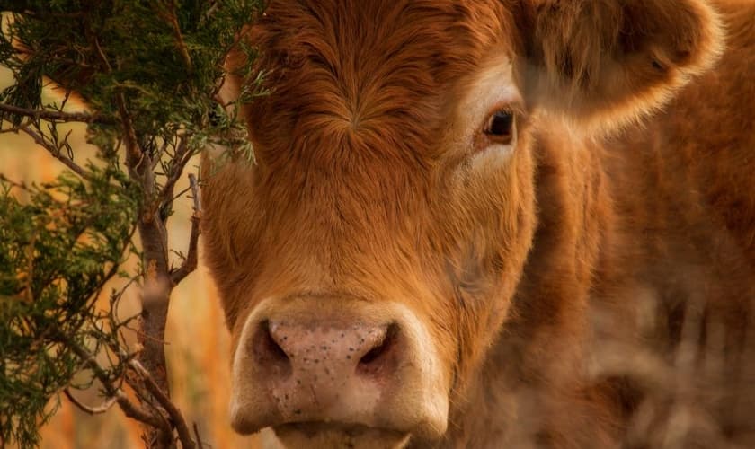 A organização Boneh Israel levou cinco bezerros vermelhos, do Texas, para Israel. (Foto: Facebook/Boneh Israel).