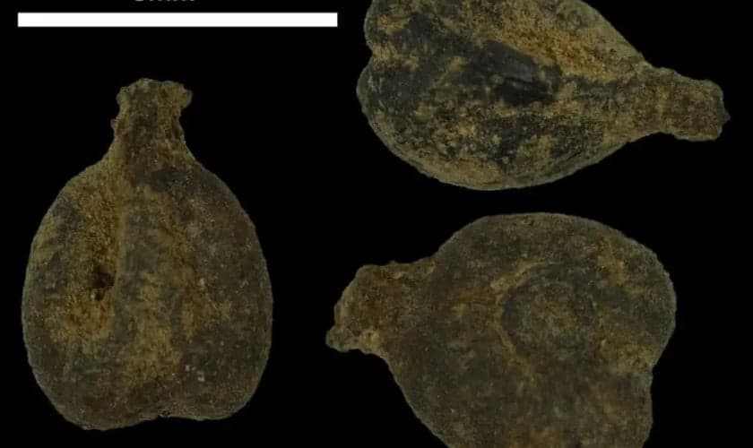 Antigas sementes de uva sob um microscópio de Avdat. (Foto: Prof. Guy Bar-Oz, Universidade de Haifa)