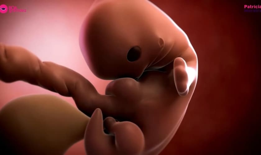 Feto representativo de 3 meses de gravidez (Semanas 9, 10, 11, 12). (Captura de tela/YouTube/Boa Gravidez)